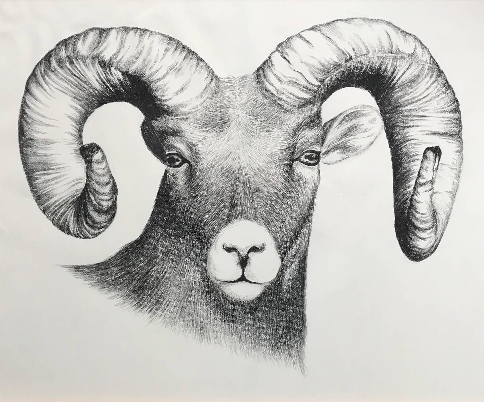 Ram